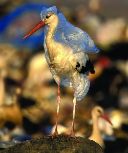 Plastic bags are often criticized for polluting the environment, and especially the ocean. Some creatures are more susceptible than others. Image courtesy of E Colur.