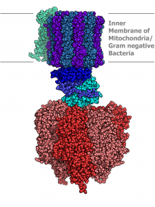 In nature, intricate proteins form by self-assembly. This includes the nanomachines that harness energy for cells. (Image Courtesy of Wikipedia)