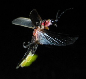 Fireflies are only one of the bioluminescent species that you may have encountered in your daily life. Image courtesy of Wikimedia Commons.