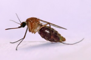 Mosquito1