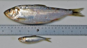 Anadromous and landlocked alewives show differences in both morphology and habitat. Image courtesy of David Post.  