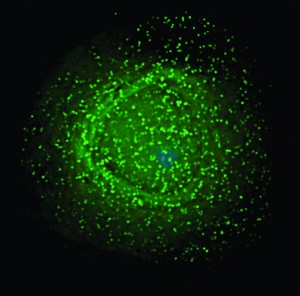 HIV assembles on the surface of an infected cell. Image courtesy of Wikimedia Commons. 