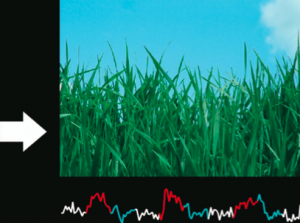 Neutral image used in visual display and arrow pointing to the right, indicating to patients that they should maintain state of OFC. The time course of activity in the orbitofrontal cortex is shown below the neutral image.