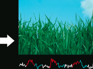 Neutral image used in visual display and arrow pointing to the right, indicating to patients that they should maintain state of OFC. The time course of activity in the orbitofrontal cortex is shown below the neutral image. 