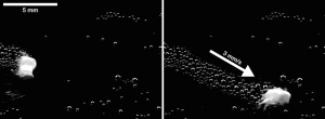 An image of a carbonate microparticle propelling in a Petri dish. Image courtesy of Science Advances.