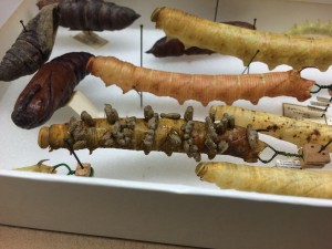 A specimen of a parasitized caterpillar as the wasp pupae make their exit is preserved with the wasp cocoons forming on its skin. Image courtesy of the Peabody Museum of Natural History 