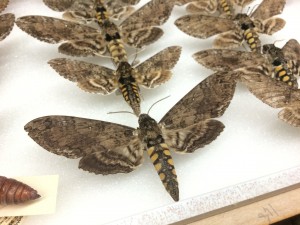 Adult moths and butterflies lay about 300 eggs at a time, so despite the vast majority of their caterpillars being parasitized and killed before reaching adulthood, the overall population size does not suffer.