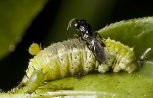 A parasitoid wasp injects a host caterpillar with eggs and a bracovirus.