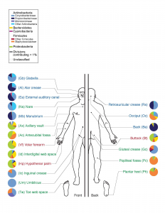 The human body has millions of bacteria in and on it that comprise the human micribiome. Image Courtesy of Darryl Leja, NHGRI.