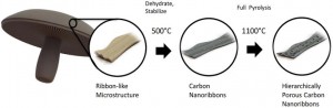 The skin of a portobello mushroom naturally has a ribbon-like microstructure. Heating this structure transforms it into nanoribbons with higher surface area for greater energy storage capabilities. Image courtesy of Lauro Zavala.