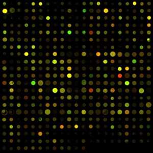 Microarrays can be used to characterize genome-wide variation in yeast gene expression. Image courtesy of Dr. Jeff Townsend. 