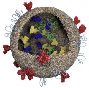 A model of the exosome, which is naturally secreted by most cell types and functions in cell signaling. Image courtesy of Elena Batrakova.