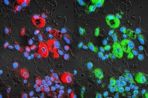 On the left, mice lung cancer cells are stained red. On the right, exosomes (labeled green) carry paclitaxel to the cancer cells. Image courtesy of UNC Eshelman School of Pharmacy.