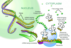 In the “central dogma of molecular biology,” information encoded in DNA is harnessed to synthesize proteins.