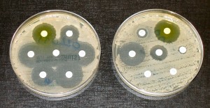 Antibiotics inhibit bacterial growth (left). But their overuse can lead to resistance (right). Image courtesy of Wikimedia Commons.