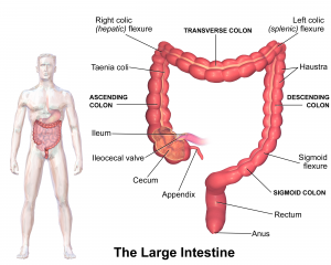 The majority of bacteria in the human body are found in the large intestine, which is made up of different sections of the colon. Image courtesy of Bruce Blaus.