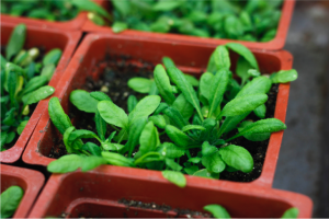 Arabidopsis thaliana is commonly used in laboratories as a model for other plant functions. Image courtesy of Wikimedia.