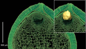 Tiny embryos promote seed dormancy because they cannot germinate very rapidly in fleetingly suitable conditions. Images Courtesy of Else Marie Friis and Peter Crane, Yale School of Forestry & Environmental Studies.