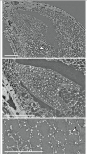 The tissue around the embryo contains proteins and other nutrients necessary for development. Images Courtesy of Else Marie Friis and Peter Crane, Yale School of Forestry & Environmental Studies.