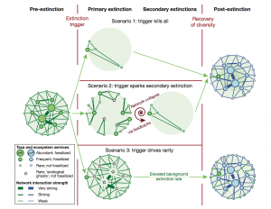 The disappearance of species from the fossil record implies mass extinctions, but it does not tell us how quickly they went extinct or whether they just became rare. Image courtesy of Nature