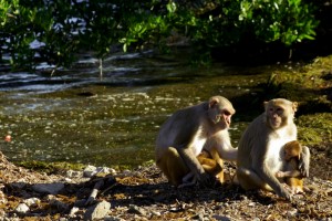 The psychologists used rhesus macaques as an animal model. The literature supports that a human brain is similar in terms of structures and functions, and scientists could record from individual neurons in the monkey brain. Image courtesy of Steve Chang