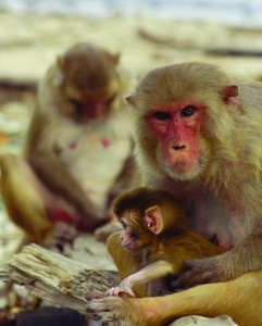 The rhesus macaque is a highly social creature. These monkeys live in groups, exhibit nurturing behavior, and use social status to procure scarce resources in the environment. Image courtesy of Steve Chang