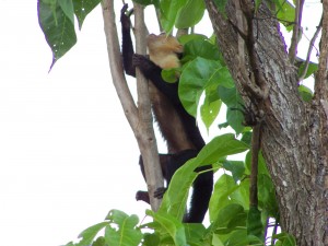 Chang and his colleagues focused on the rhesus macaque in analyzing the neural underpinnings of social decision-making. Image courtesy of Steve Chang