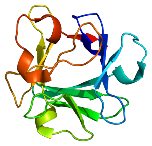 Fibroblast Growth Factor 21 (FGF21) is a hormone produced in the thymus that may slow thymic aging. The protein structure shown here is of a canonical fibroblast growth factor that is related to FGF21. Image courtesy of Wikimedia Commons