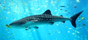 The film highlights recent and massive decreases in shark populations. Image courtesy of Wikipedia. 