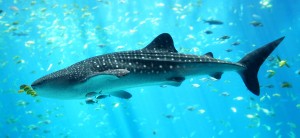 The film highlights recent and massive decreases in shark populations. Image courtesy of Wikipedia.