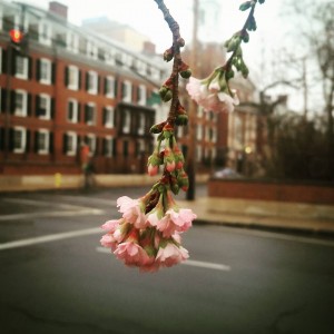 Even in December, flowers could be seen blooming on Yale’s campus. Image courtesy of Arvin Kakekhani.