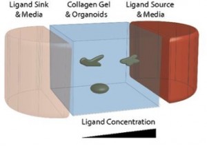 1.A fluidic device maintains a high to low gradient of EGF from the red to pink regions of the gel, respectively. Image courtesy of PNAS.