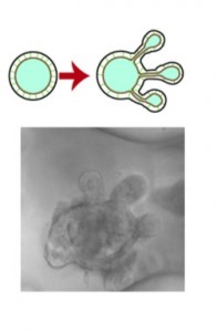 Cells grow directionally toward regions of favorable nutrients. Image courtesy of Andrew Ewald.