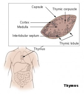 The thymus, a tiny organ tucked between the heart and the breastbone, nurses T cells as they mature. Image courtesy of movemoretoday.com