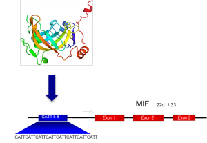 The transcription factor ICBP90 binds to the MIF CATT promoter polymorphism, and upregulates the transcription and subsequent protein expression of MIF. 