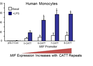 MIF gene transcription increases with a higher number of CATT promoter repeats. The number of repeats ranges from five to eight within the human population. More than five repeats leads to high MIF expression levels, and even disease.