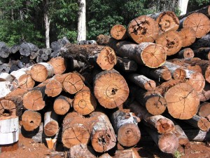 Natural resources are currently valued primarily by their final commercial product, such as trees being priced according to their timber. Image courtesy of Wikipedia Commons