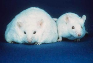 Rats provided with high-calorie human foods will eat more than they would if only provided with rat chow and quickly become obese. Image courtesy of the Human Genome Wall for SC99