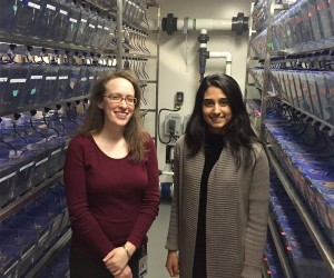 Professor Ellen Hoffman and post-graduate associate Sundas Ijaz from the Hoffman Lab work in the fish room. The lab studies neurodevelopmental disorders using a zebrafish system. Image courtesy of Hoffman Lab