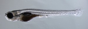 A juvenile zebrafish is translucent. Hoffman and Giraldez utilized this feature of zebrafish in order to better observe the behavior and development of their embryos. Image courtesy of Marine Science Today