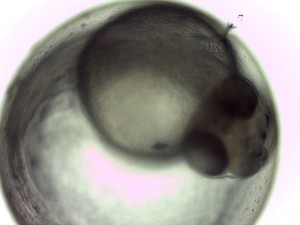 A zebrafish embryo, which is transparent and can be easily visualized through a microscope. This one is in a late stage of development. Image courtesy of Wikimedia Commons.