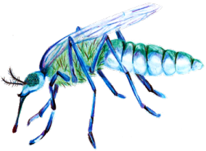 Only female mosquitos are responsible for spreading disease. Artwork by Emma Healy.
