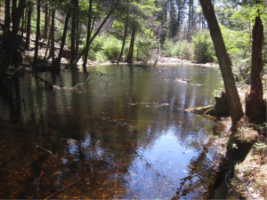 A small pond in Connecticut releases disproportional amounts of carbon from terrestrial surroundings into the atmosphere. Image courtesy of Meredith Holgerson.
