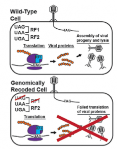 Viruses are unable to translate their proteins properly in genomically recoded cells. Image courtesy of Dr. Natalie Ma and Dr. Farren Isaacs.