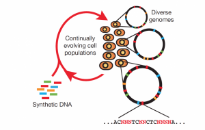 Targeting multiple sites on cellular chromosomes has been made possible by multiplex automated genome engineering (MAGE). MAGE works by introducing single-stranded DNA (ssDNA) to the host cell that mimics Okazaki fragments. The ssDNA is then integrated into the host cell’s genome during replication. Image courtesy of the Isaacs Lab.