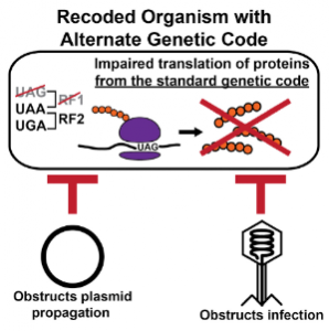 Plasmid propagation and viral infection is obstructed in recoded organisms with alternate genetic code. Image courtesy of Dr. Natalie Ma and Dr. Farren Isaacs.