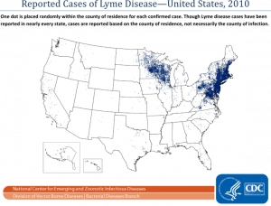 Lyme disease presents a rising threat in the United States. A recent discovery by Yale researchers could help yield new therapeutic targets for Lyme disease. Courtesy of commons.wikimedia.org.