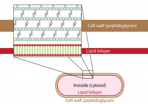 Bacterial cell walls are web-like layers composed of repeating units called peptidoglycan. A recent Yale study revealed a unique pattern of peptidoglycan synthesis in the Lyme-disease causing agent Borelia burgdoferia. Courtesy of commons.wikimedia.org. 