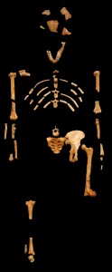 Lucy is the most complete early human specimen ever found. Image courtesy of Creative Commons.