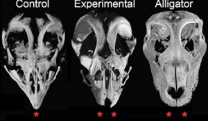 A modified chicken embryo with disrupted Fgf8 and WnT pathways exhibits a snout remarkably parallel to that of an alligator. In contrast, the modified chicken’s snout significantly departs from typical beak structures observed in avian embryos. Image courtesy of Dr. Bhart-Anjan Bhullar.